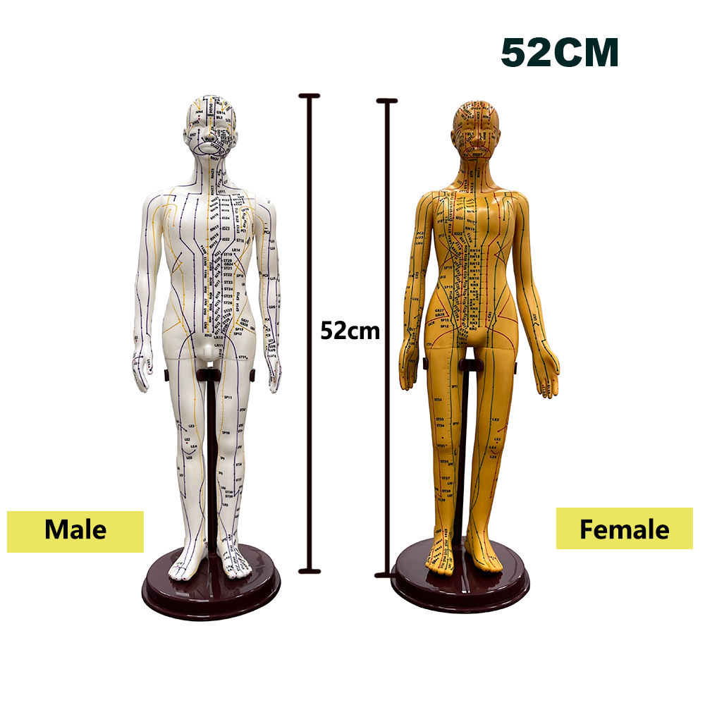 52CM Adult Human Body Acupunct - Men'S Accessories Rack review and price